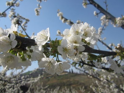 Le regole della natura