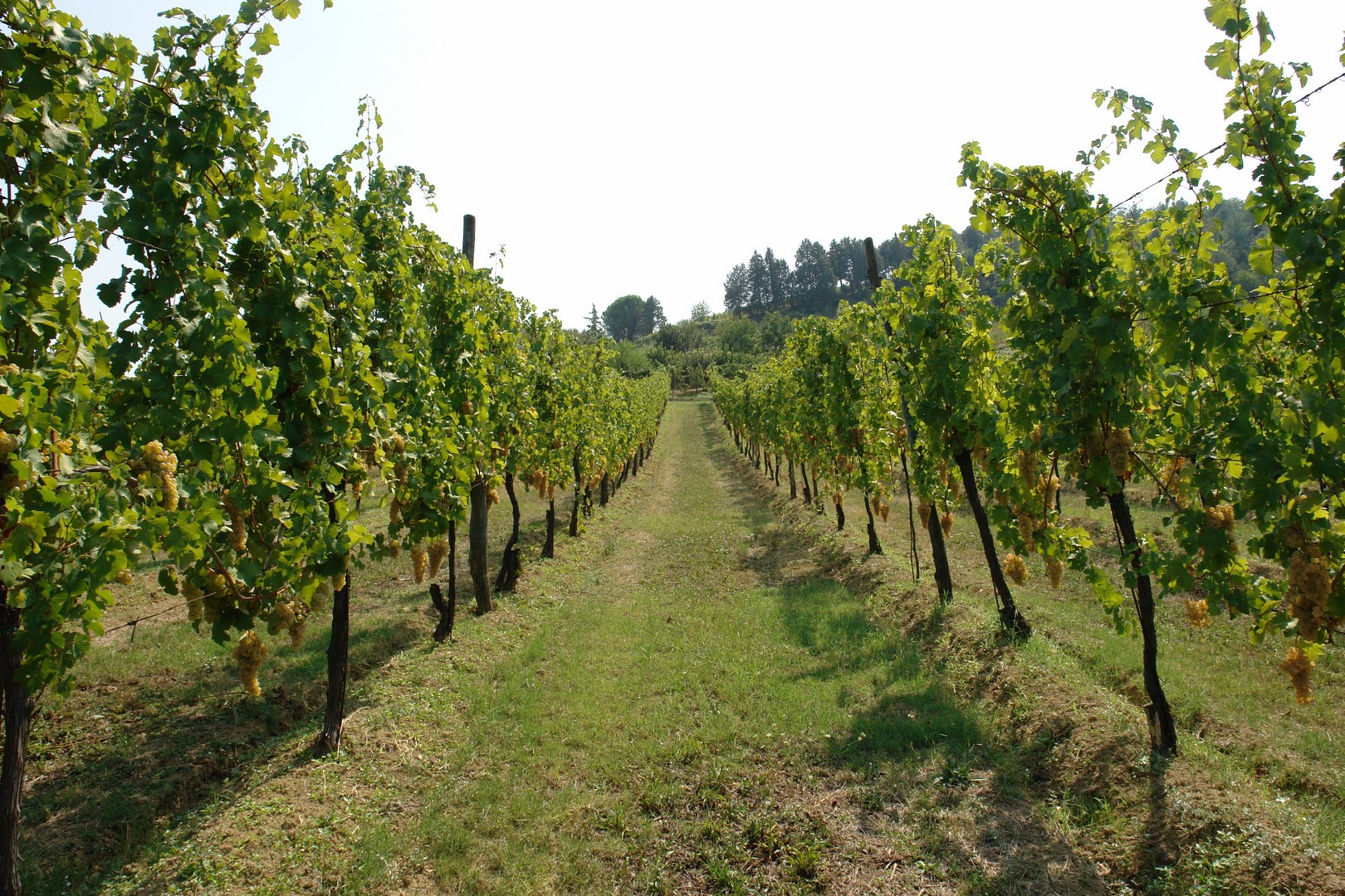 Azienda Agricola